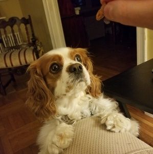 Meet your Posher, Frank